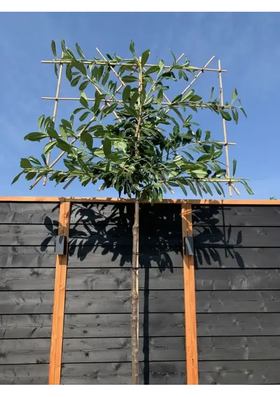 Kirschlorbeer Spalier | Prunus laurocerasus 'Novita'