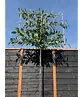 Kirschlorbeer Spalier | Prunus laurocerasus 'Novita'
