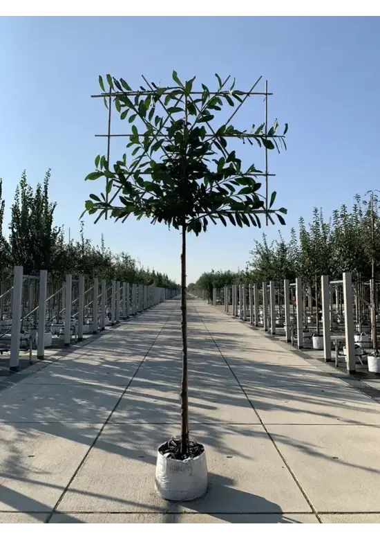 Kirschlorbeer Spalier | Prunus laurocerasus 'Novita'