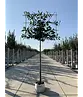 Kirschlorbeer Spalier | Prunus laurocerasus 'Novita'