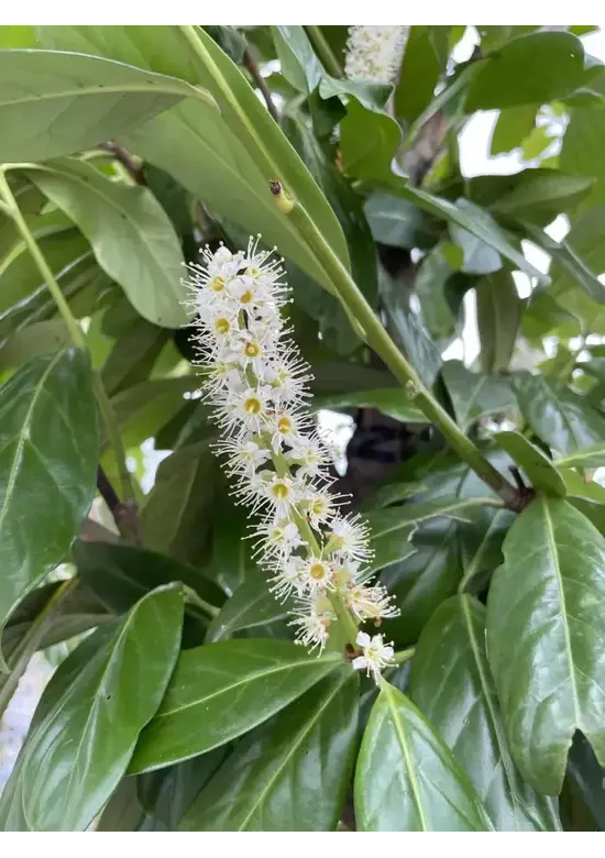 Kirschlorbeer Spalier | Prunus laurocerasus 'Novita'