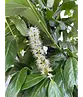 Kirschlorbeer Spalier | Prunus laurocerasus 'Novita'