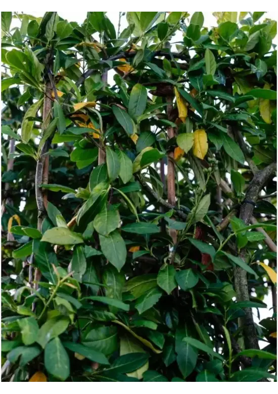 Kirschlorbeer Spalier | Prunus laurocerasus 'Novita'