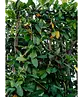 Kirschlorbeer Spalier | Prunus laurocerasus 'Novita'