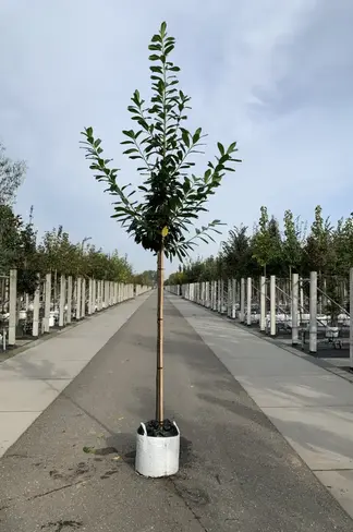 Kaukasischer Kirschlorbeer Spalier | Prunus laurocerasus 'Caucasica'
