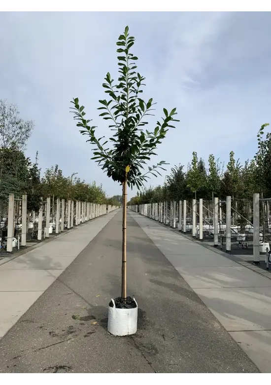 Kaukasischer Kirschlorbeer Spalier | Prunus laurocerasus 'Caucasica'