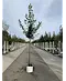 Kaukasischer Kirschlorbeer Spalier | Prunus laurocerasus 'Caucasica'
