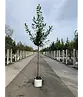 Kaukasischer Kirschlorbeer Spalier | Prunus laurocerasus 'Caucasica'
