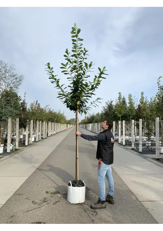 Kaukasischer Kirschlorbeer Spalier | Prunus laurocerasus 'Caucasica'