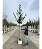 Kaukasischer Kirschlorbeer Spalier | Prunus laurocerasus 'Caucasica'