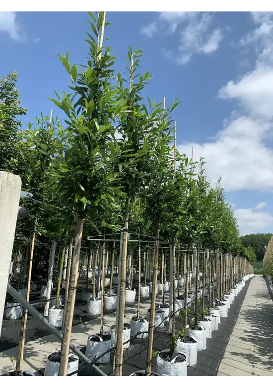 Kaukasischer Kirschlorbeer Spalier | Prunus laurocerasus 'Caucasica'