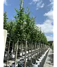Kaukasischer Kirschlorbeer Spalier | Prunus laurocerasus 'Caucasica'