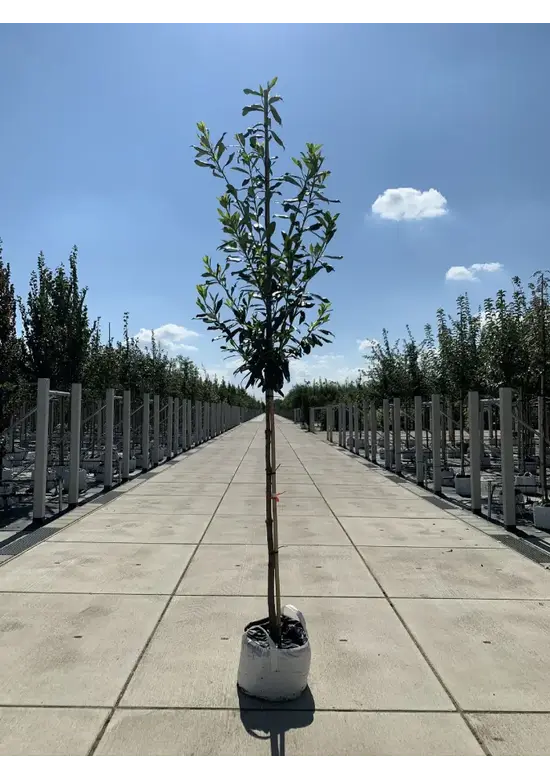Kaukasischer Kirschlorbeer Spalier | Prunus laurocerasus 'Caucasica'