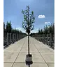 Kaukasischer Kirschlorbeer Spalier | Prunus laurocerasus 'Caucasica'