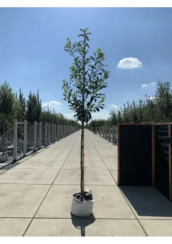 Kaukasischer Kirschlorbeer Spalier | Prunus laurocerasus 'Caucasica'