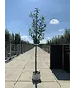 Kaukasischer Kirschlorbeer Spalier | Prunus laurocerasus 'Caucasica'
