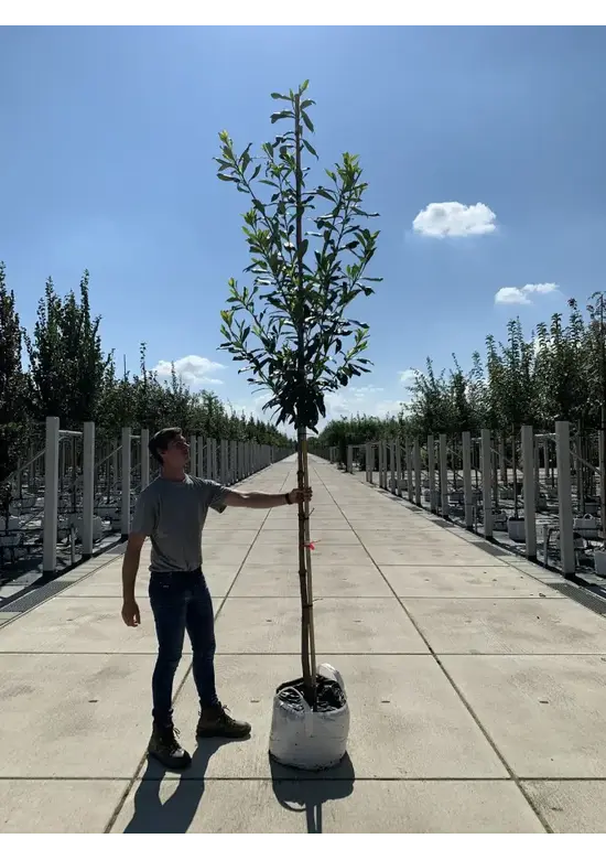 Kaukasischer Kirschlorbeer Spalier | Prunus laurocerasus 'Caucasica'