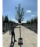Kaukasischer Kirschlorbeer Spalier | Prunus laurocerasus 'Caucasica'