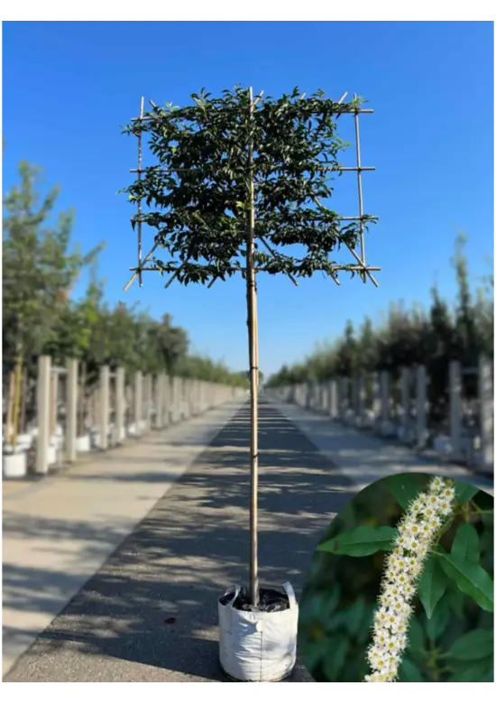 Portugiesischer Kirschlorbeer Spalier | Prunus lusitanica