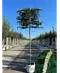 Portugiesischer Kirschlorbeer Spalier | Prunus lusitanica