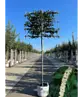Portugiesischer Kirschlorbeer Spalier | Prunus lusitanica