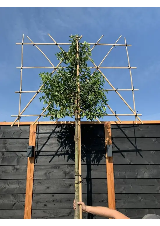 Portugiesischer Kirschlorbeer Spalier | Prunus lusitanica