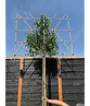 Portugiesischer Kirschlorbeer Spalier | Prunus lusitanica