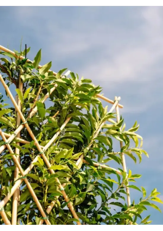 Portugiesischer Kirschlorbeer Spalier | Prunus lusitanica