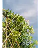 Portugiesischer Kirschlorbeer Spalier | Prunus lusitanica