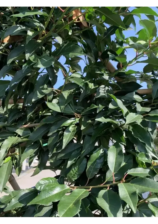 Portugiesischer Kirschlorbeer Spalier | Prunus lusitanica