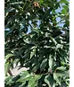 Portugiesischer Kirschlorbeer Spalier | Prunus lusitanica