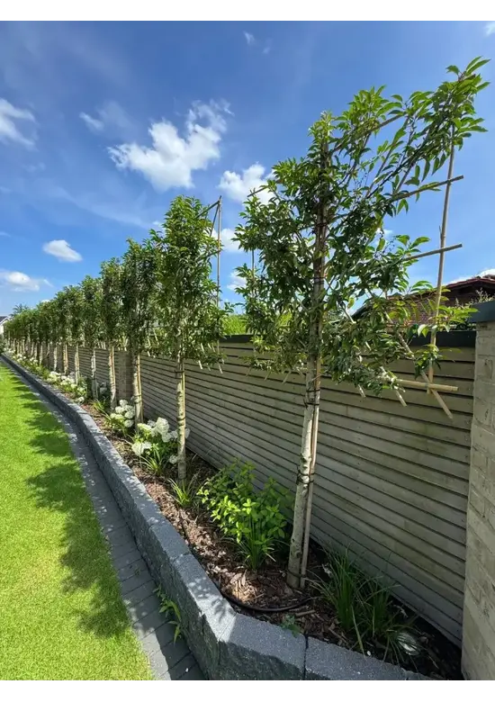 Portugiesischer Kirschlorbeer Spalier | Prunus lusitanica
