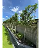Portugiesischer Kirschlorbeer Spalier | Prunus lusitanica
