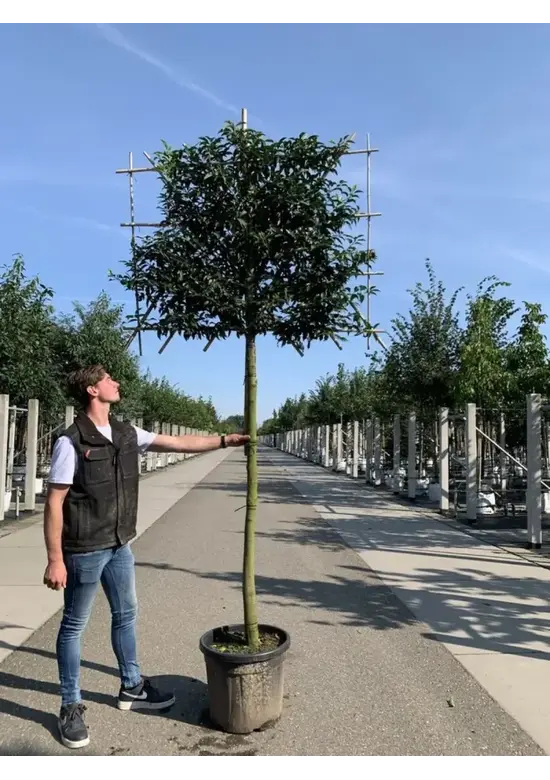 Portugiesischer Kirschlorbeer Spalier | Prunus lusitanica
