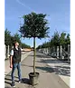 Portugiesischer Kirschlorbeer Spalier | Prunus lusitanica