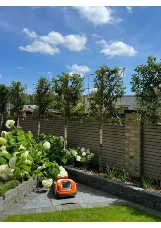 Portugiesischer Kirschlorbeer Spalier | Prunus lusitanica