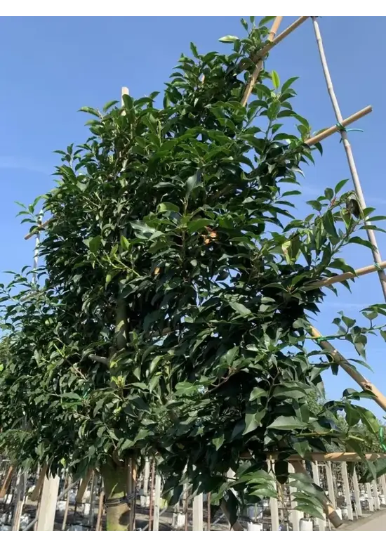 Portugiesischer Kirschlorbeer Spalier | Prunus lusitanica
