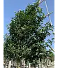 Portugiesischer Kirschlorbeer Spalier | Prunus lusitanica
