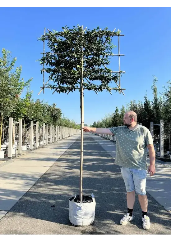 Portugiesischer Kirschlorbeer Spalier | Prunus lusitanica