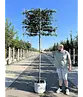 Portugiesischer Kirschlorbeer Spalier | Prunus lusitanica