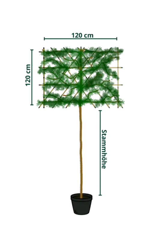 Portugiesischer Kirschlorbeer Spalier | Prunus lusitanica