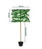 Portugiesischer Kirschlorbeer Spalier | Prunus lusitanica