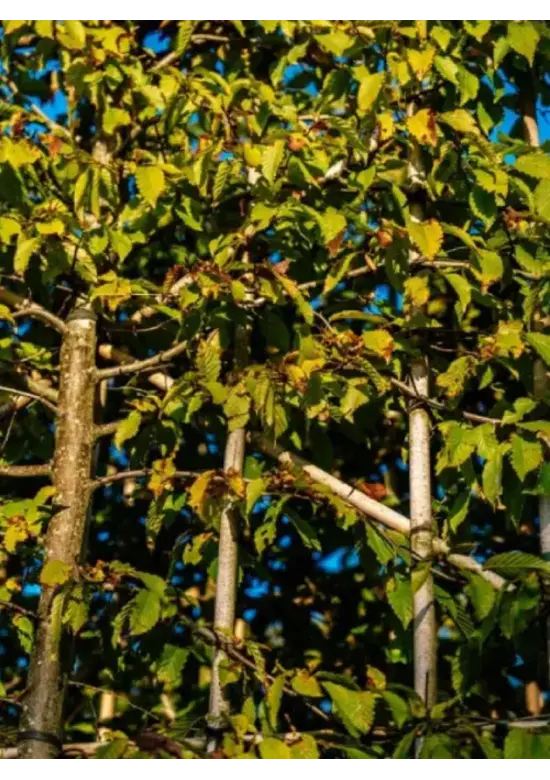 Hainbuche Spalierbaum | Carpinus Betulus