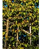 Hainbuche Spalierbaum | Carpinus Betulus