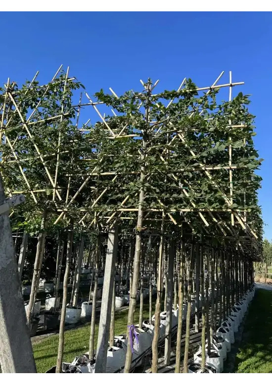 Hainbuche Spalier | Carpinus Betulus