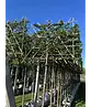 Hainbuche Spalierbaum | Carpinus Betulus
