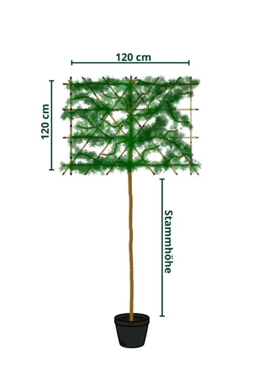 Hainbuche Spalierbaum | Carpinus Betulus