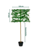 Hainbuche Spalierbaum | Carpinus Betulus