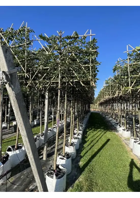 Hainbuche Spalier | Carpinus Betulus