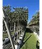 Hainbuche Spalierbaum | Carpinus Betulus